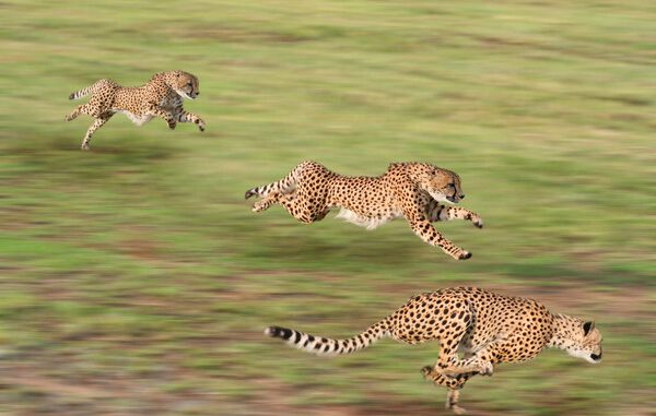 fastest animals