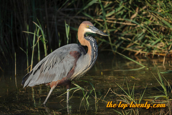 Biggest Birds ⋆ The-top-twenty.com ⋆ We Rank Everything!